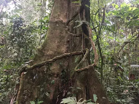 liana: a climbing woody vine, usually tropical