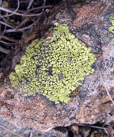 lichen: any of many symbiotic organisms, being associations of algae and fungi, often found as white or...