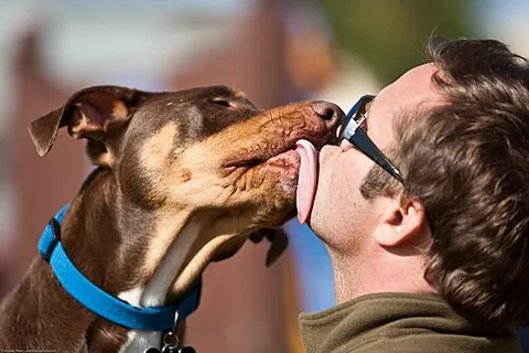 lick: to stroke with the tongue