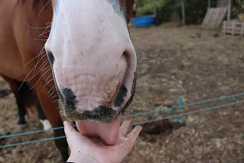 licking: the act by which something is licked