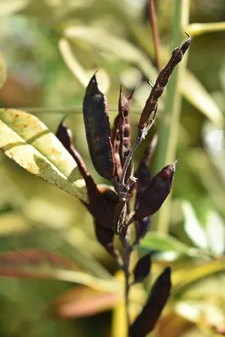 licorice: a plant of species Glycyrrhiza glabra, or sometimes in North America, the related American licorice...