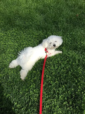 lie: to rest in a horizontal position on a surface