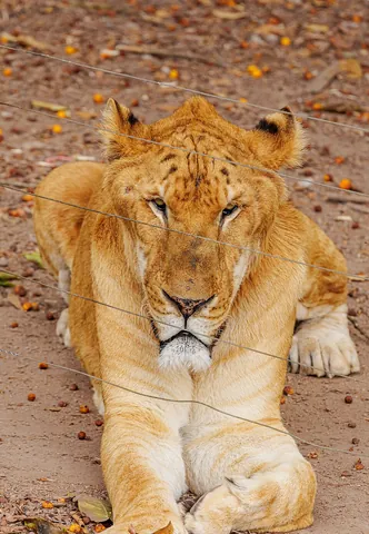 liger: an animal born to a male lion and a tigress