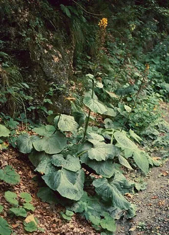 ligularia: any of several species of flowering plant, of the genus Ligularia, having heart-shaped leaves and...