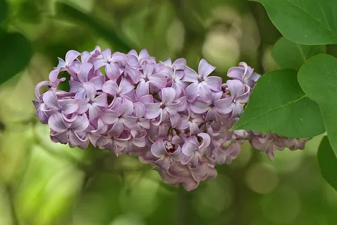 lilac: a large shrub of the genus Syringa, especially Syringa vulgaris, bearing white, pale-pink, or...