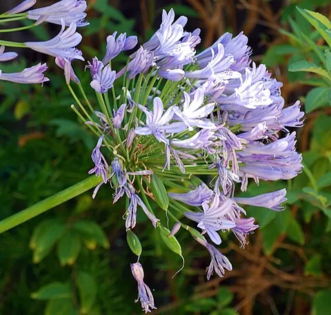 lily of the nile: agapanthus praecox, a plant species in the family Alliaceae