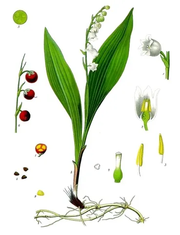 lily of the valley: a flowering plant, Convallaria majalis, with richly fragrant pendant bells