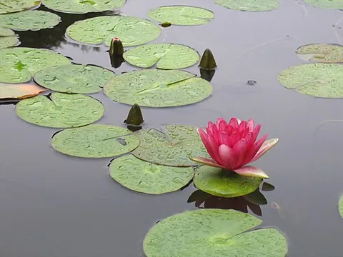 lily pad: the round leaf of a water lily, which floats on the surface of the water