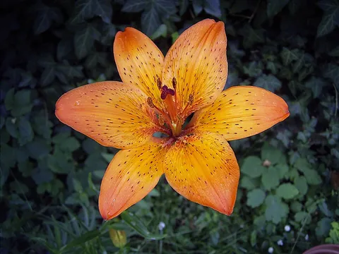 lily: any of several flowers in the genus Lilium of the family Liliaceae, which includes a great many...
