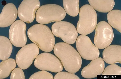 lima bean: any of species Phaseolus lunatus of bean-bearing plants
