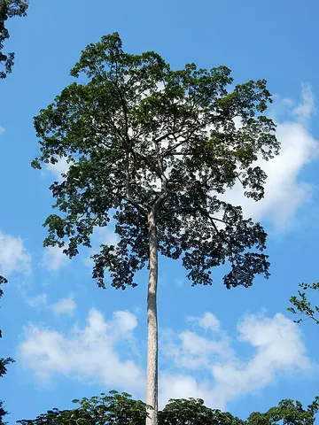 limba: a large African tree, Terminalia superba, whose hard wood is used for furniture, table tennis...