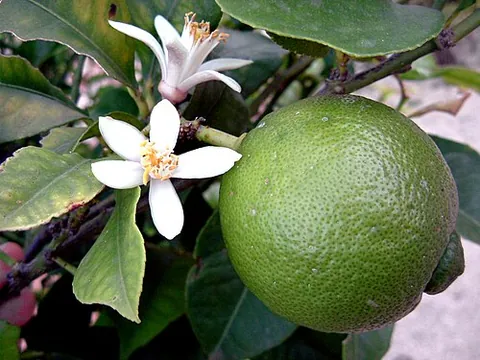 lime blossom: the blossom of the lime (citrus plant)