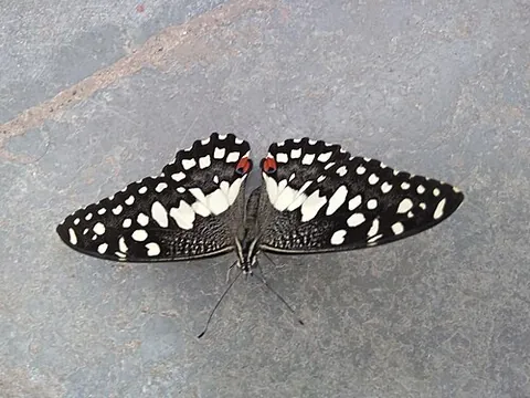 lime butterfly: a butterfly of species Papilio demoleus, family Papilionidae, of Australia and Asia, the...