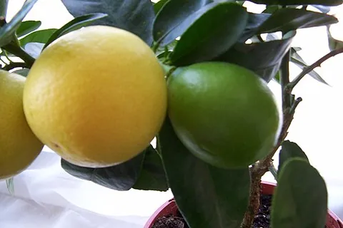 limequat: a citrus tree, a cross between a lime and a kumquat, Citrus × floridana