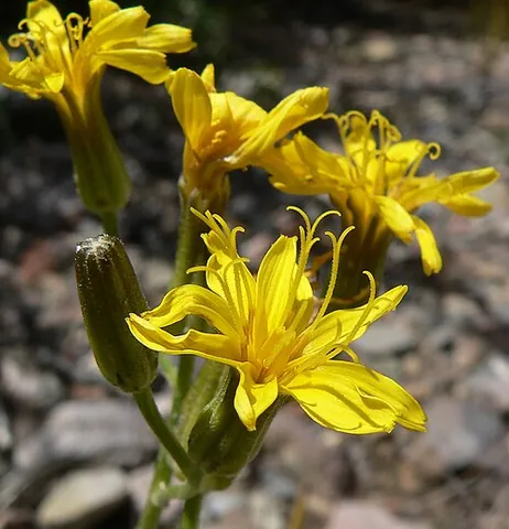 limestone hawksbeard: a plant pf species Crepis intermedia