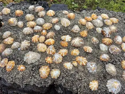 limpet: any of various gastropods with a conical shell shape (patelliform) and a strong, muscular foot that...