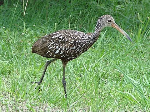 limpkin: a large bird, Aramus guarauna, found in marshes in the Caribbean, Central America and southern...