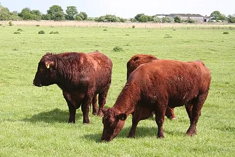 lincoln red: a British breed of red-coated beef cattle originating in Lincolnshire