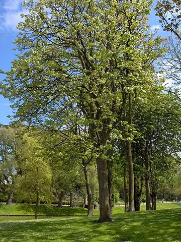 linden: made of lime-wood