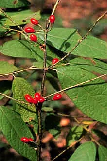 lindera: any plant of the genus Lindera, flowering shrubs and trees