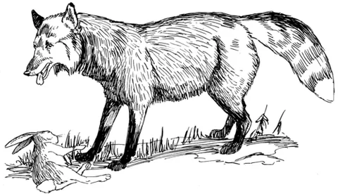 line drawing: a pen or pencil drawing consisting only of solid lines
