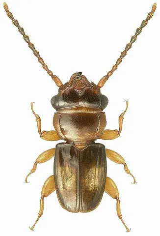 lined flat bark beetle: any beetle of the family Laemophloeidae, known for their rounded, flattened boddies