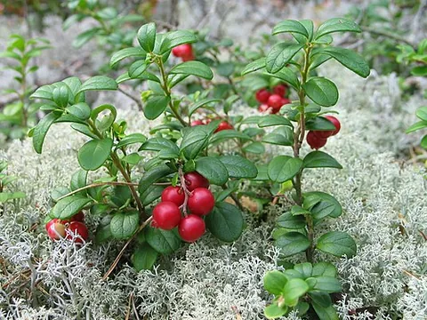 lingonberry: a berry-bearing shrub, Vaccinium vitis-idaea, native to the cool temperate areas of the Northern...