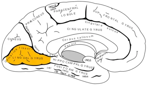 lingual gyrus: a tongue-shaped brain structure in the occipital lobe, crucial for processing visual information,...