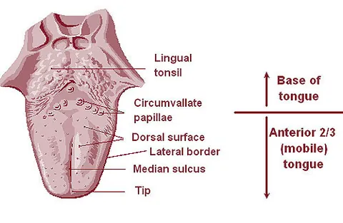 lingual tonsil: a rounded mass or group of small nodules of lymphatic tissue that cover the base of the tongue just...