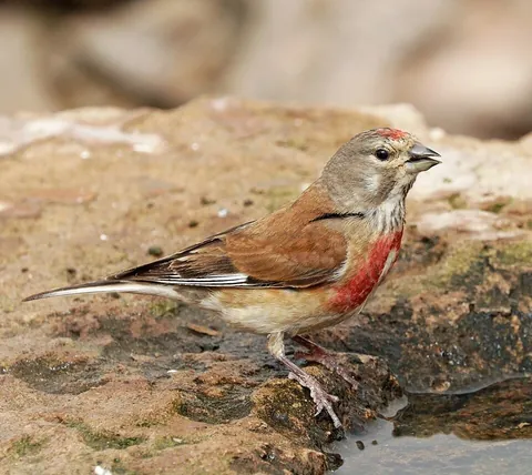 linnet: a small passerine bird, the common linnet (Linaria cannabina syn. Carduelis cannabina), in the...