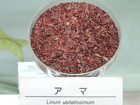 linseed: the seed of the flax plant, which yields linseed oil