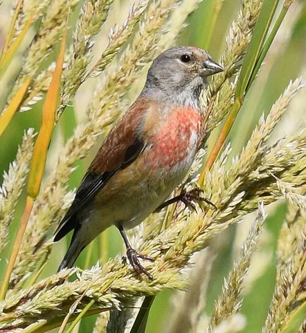 lintwhite: a linnet
