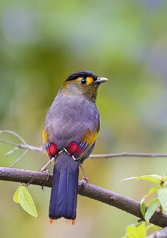 liocichla: a bird of the genus Liocichla, native to China, Southeast Asia and India