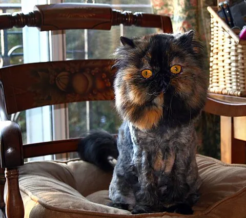 lion cut: the shaving or cutting short of most of a cat's fur, leaving fur around the face and neck