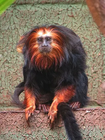 lion tamarin: any of four species of small New World monkeys that constitute the genus Leontopithecus