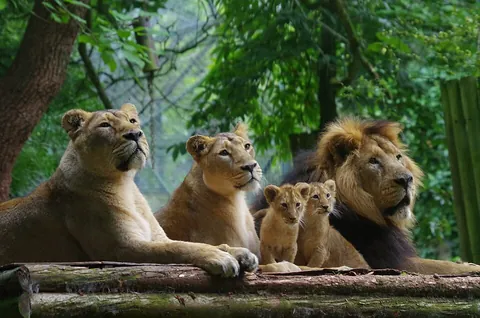 lion: a big cat, Panthera leo, native to Africa, India and formerly much of Europe