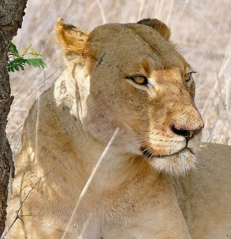 lioness: a female lion (animal)