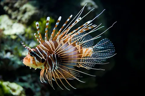 lionfish: any of various ray-finned fishes of the tribe Pteroini (especially of the genus Pterois) in the...
