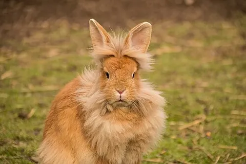 lionhead rabbit: a domestic rabbit of a United States breed that has particularly long wool around the face