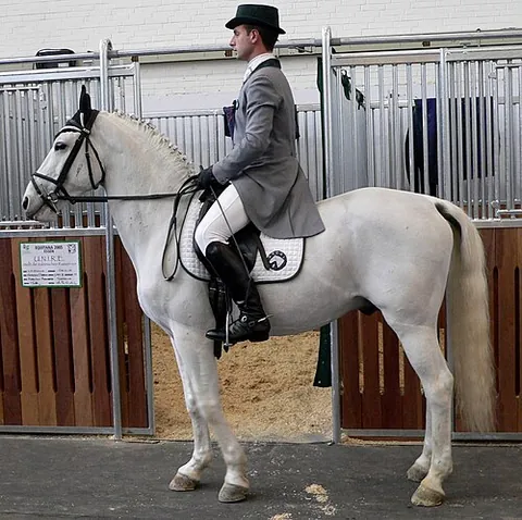 lipizzan: a horse of a breed closely associated with the Spanish Riding School of Vienna, Austria