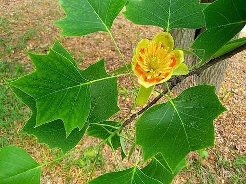 liriodendron: any of several large North American trees, of the genus Liriodendron, that have tulip-like flowers;...