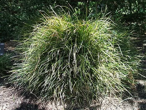 liriope: any of the plants of the genus Liriope used as a groundcover in landscaping and gardening