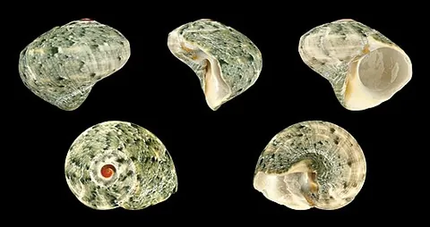 lirula: a fungus of the genus Lirula, known to cause foliage diseases in conifers