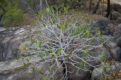 lithophyte: any plant that lives grows on rocks, obtaining nourishment from rain and the atmosphere