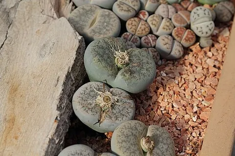 lithops: any of the genus Lithops of succulent plants resembling stones