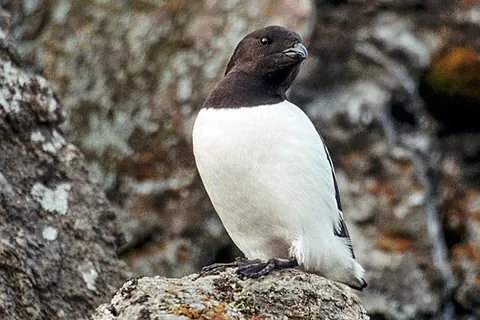 little auk: a dovekie, a bird of the species Alle alle