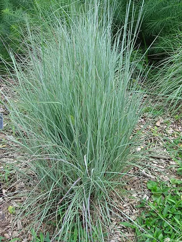 little bluestem grass: any of the species Schizachyrium scoparium of grasses, native to most of North America
