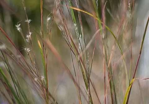 little bluestem: a grass, Schizachyrium scoparium, native to North America, and others of the genus Schizachyrium