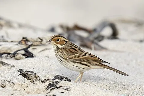 little bunting: emberiza pusilla, a passerine bird in the bunting family Emberizidae