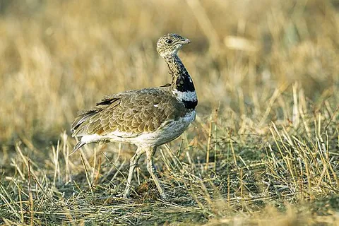 little bustard: tetrax tetrax, a migratory bird of the family Otididae (bustards) found in parts of Europe and...